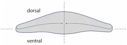 Figure 113 Outline and raphe of a Cymbella As a last example the behavior - фото 17