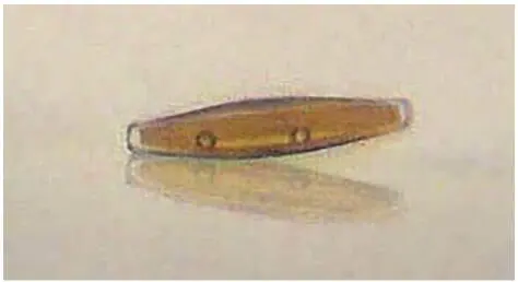 Figure 16 Craticula cuspidata observed from an almost horizontal view Figure - фото 10