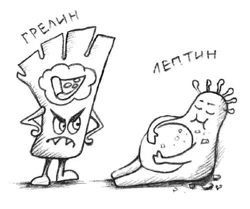 Аппетит это наше желание есть Он контролируется сложной системой - фото 2