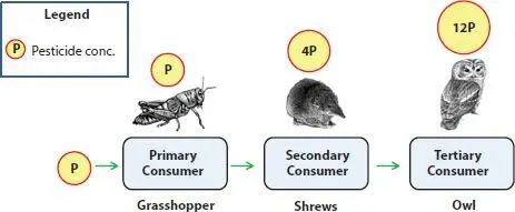 Figure 11 A diagrammatic representation of pesticide bioamplification in the - фото 2