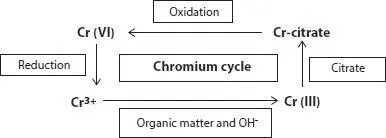 Figure 21 The chromium cycle 211 Chromium Cycle The chromium cycle mostly - фото 5