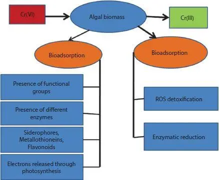 Figure 22 Schematic diagram Mechanism of CrVI reduction through microalgal - фото 8