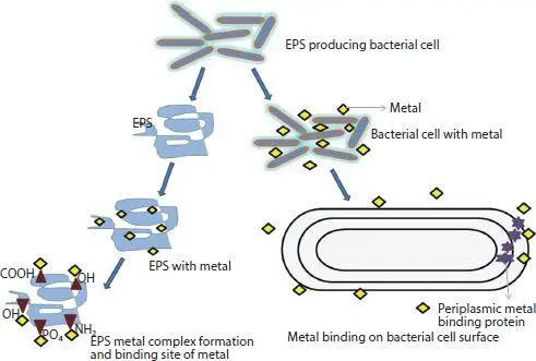 Figure 31 Interaction of metal with EPs and binding on bacterial cell surface - фото 9