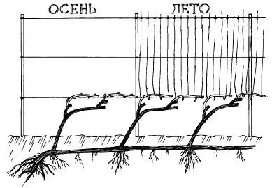 Мастер из Волгограда А Л Дмитриев автор системы виноградарства Этюд - фото 3