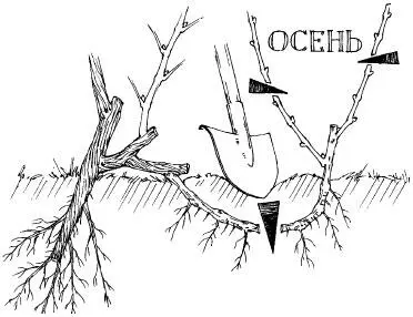 Рис 4 КИТАЙСКИЕ ОТВОДКИ это способ именно размножения из одной лозы - фото 5
