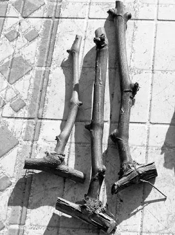 Рис 6 ЗЕЛЕНЫЕ ЧЕРЕНКИ У зеленых черенков фазы покоя вообще нет но и запасов - фото 8