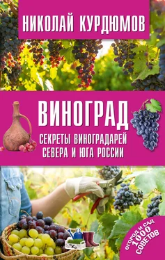 Николай Курдюмов Виноград. Секреты виноградарей севера и юга России обложка книги