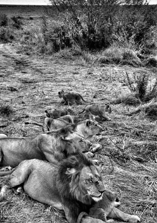 Heißa Safari Kenia 1998 Ein Nilpferd steht mitten in einer üppig grünen Wiese - фото 1