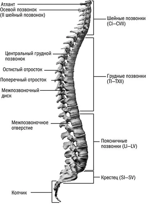 Рис 1 Позвоночник и его отделы В норме если смотреть сбоку позвоночный - фото 1