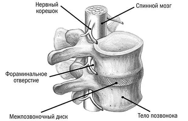 Рис 6 Позвоночнодвигательный сегмент ПДС является звеном сложной - фото 6