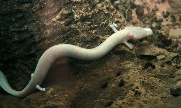 Grottenolm Proteus anguinus Unterirdische Fließgewässer Es gibt Stellen - фото 46