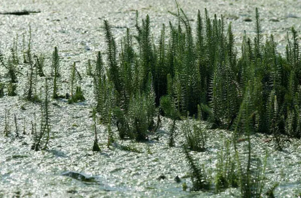 Tannenwedel Wasserhahnenfuß Und was ist mit den Algen - фото 85