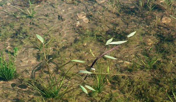 Im Frühling beginnt wieder das Wachstum der verschiedenen Wasserpflanzen - фото 7