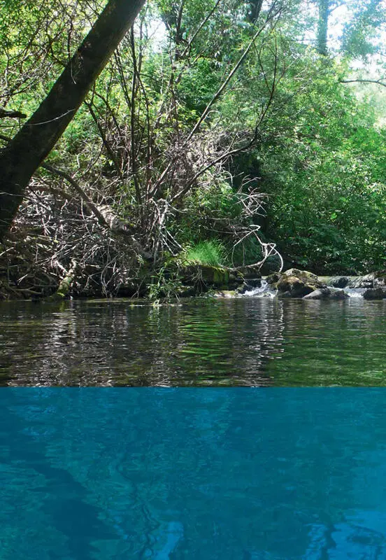 Im Frühling beginnt wieder das Wachstum der verschiedenen Wasse - фото 5