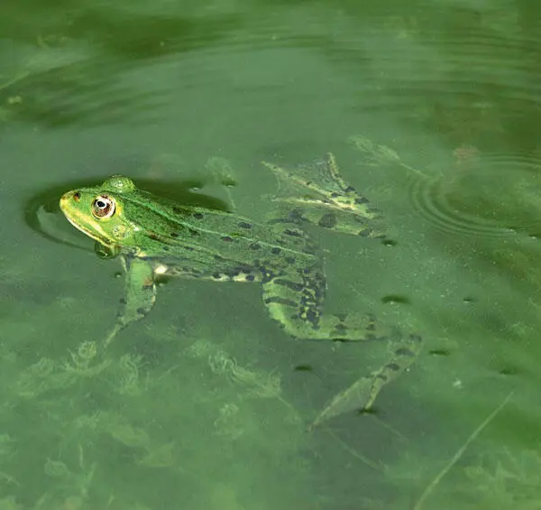 Wasserfrosch Die Vielfalt der Tiere in unseren Gewässern ist beeindruckend - фото 93