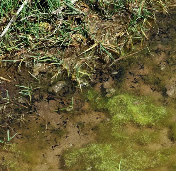 Temporäres Stillgewässer mit KreuzkrötenKaulquappen Wasserpflanzen Zwar - фото 80