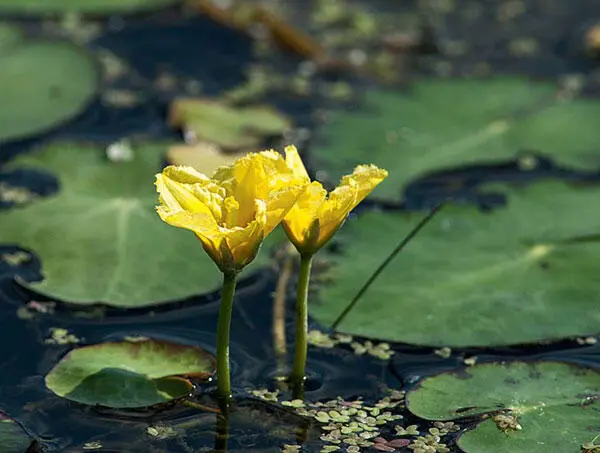 Seekannenblüte Wasserpflanzen mit Verankerung am Gewässergrund Auch in dieser - фото 84