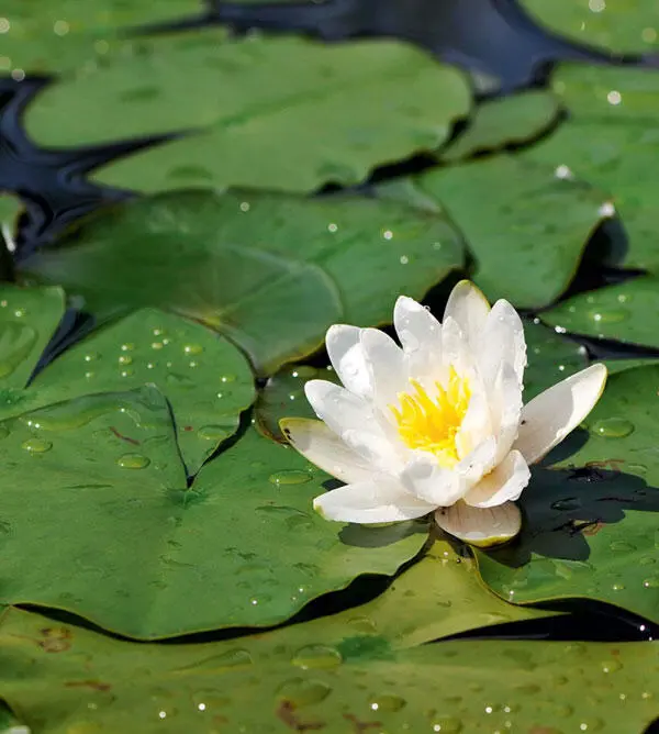 Seerose Mäander oder das Schlängeln von Fließgewässern - фото 40