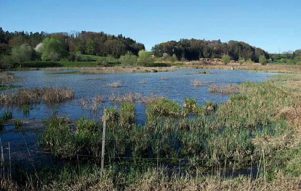 Weiher Weiher und Teiche Weiher und Teiche sind meist deutlich kleiner als - фото 63