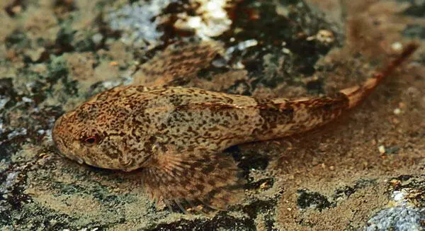 Die Groppe lebt gerne auch in kleineren kühlen Fließgewässern mit steinigem - фото 50