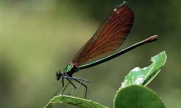 Weibchen einer BlauflügelPrachtlibelle Calopteryx virgo Eintagsfliege - фото 33