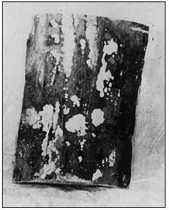 115 Древесина была вредительски заражена домовым грибком Алексеев - фото 126