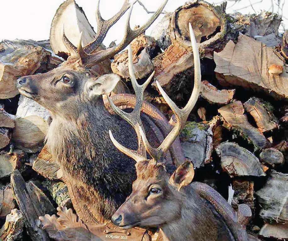 Die SikahirschJagd ist eine der Passionen des Verfassers Im letzten - фото 3
