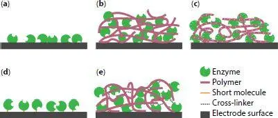 Figure 14 Schematic of popular enzyme immobilization techniques a - фото 9