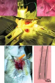 Figure 23 a Photograph of the implantation of microbioelectrodes into the - фото 32