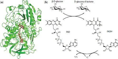 Figure 11 a Structure of a subunit of glucose oxidase from Aspergillus niger - фото 2