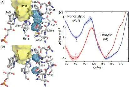 Figure 12 Molecular dynamics studies of the structure of the active site of - фото 3