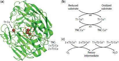 Figure 13 a Structure of laccase from Trametes versicolor elucidated by - фото 4