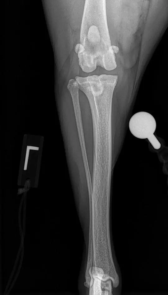 Figure 110 A cranialcaudal radiograph documenting appropriate position of the - фото 11