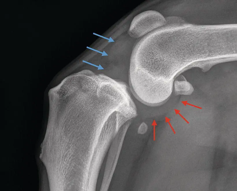 Figure 111 Evidence of joint effusion in the stifle of a patient with CCL - фото 12