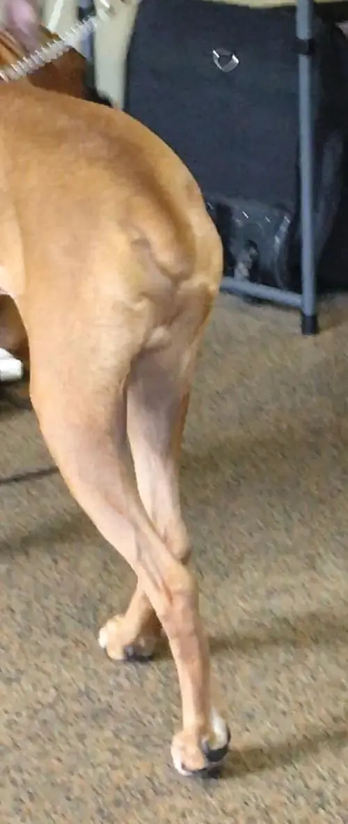 Figure 13 Representation of offloading the left pelvic limb at a stance This - фото 4