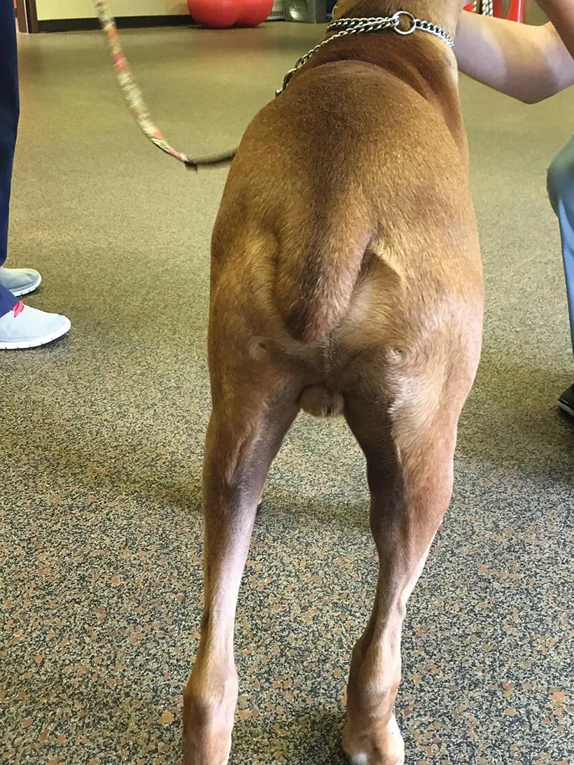 Figure 14 A patient with instability of the left pelvic limb secondary to a - фото 5