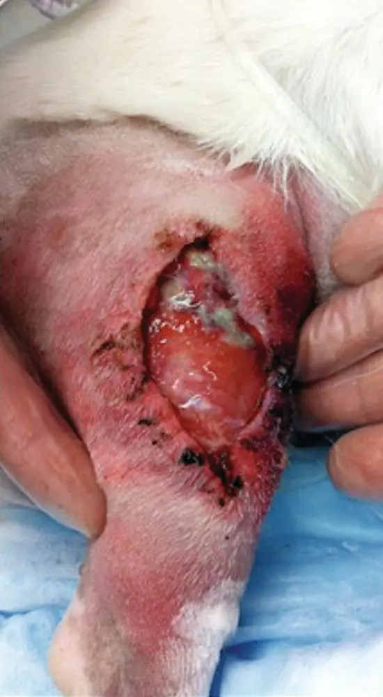 Figure 33 A dehisced lateral stifle incision with local erythema and purulent - фото 24