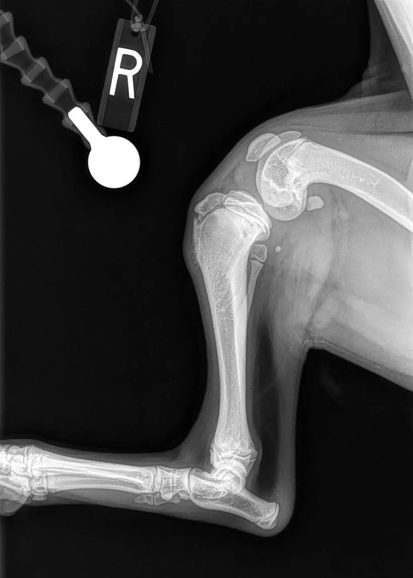 Figure 12 Radiograph of a 12weekold dog that suffered a traumatic CCL - фото 3
