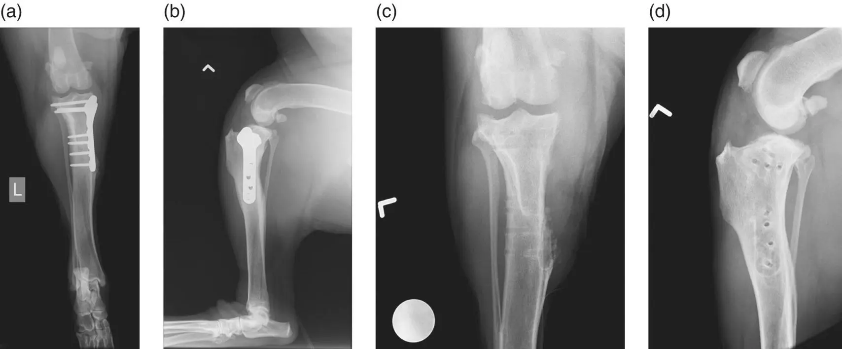 Figure 32 aA craniocaudal CC view of a TPLO with periosteal reaction - фото 23