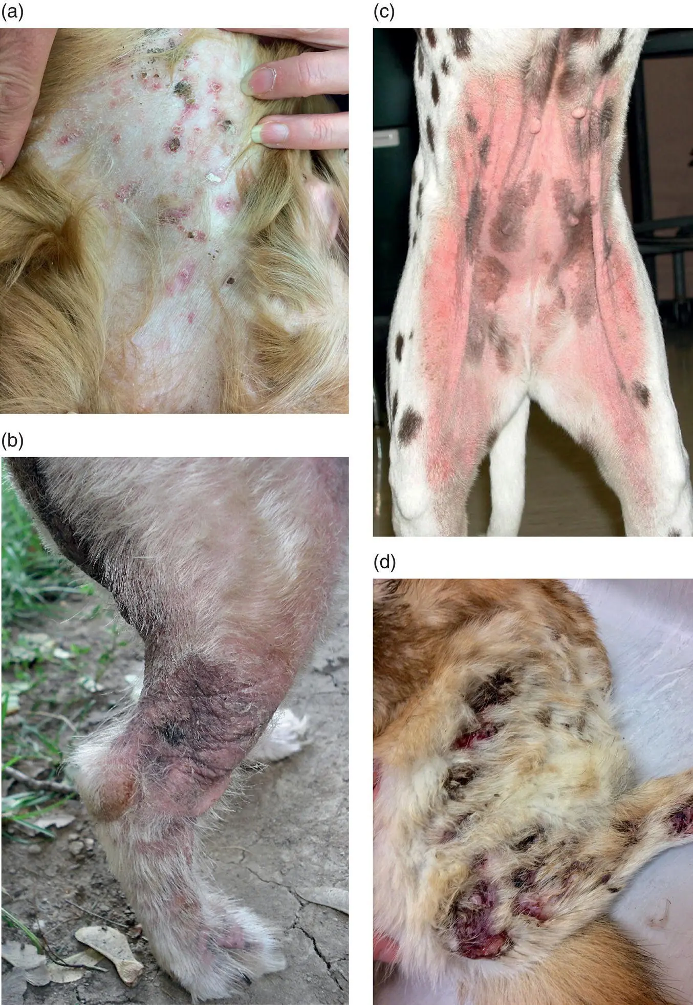 Figure 21 aMild bacterial dermatitis with pustules and plaques bMild to - фото 15