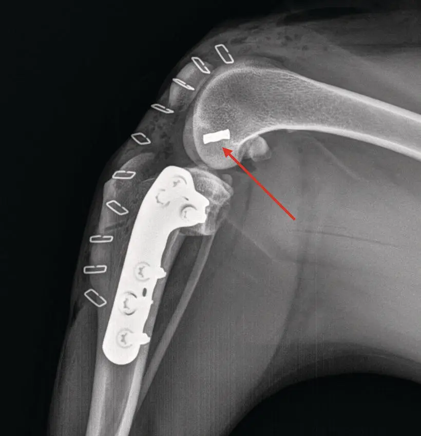 Figure 11 An immediate postoperative radiograph of stifle stabilization via a - фото 2