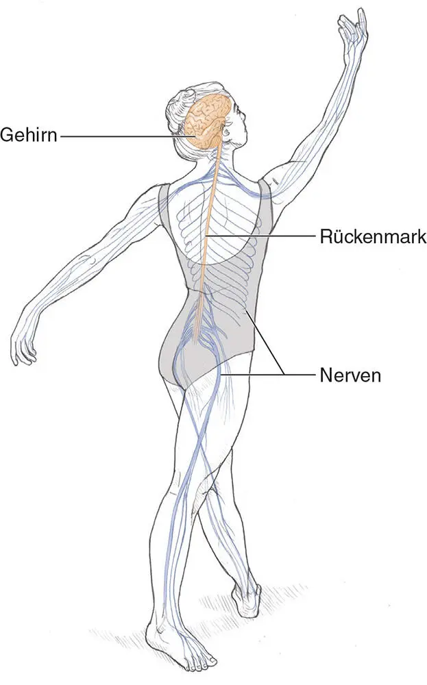 ABBILDUNG 21Das Nervensystem besteht aus zentralem und peripherem - фото 21