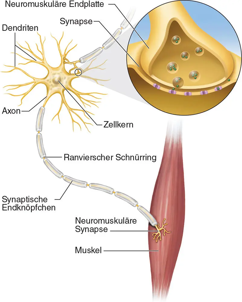 ABBILDUNG 22Funktionsweise eines Motorneurons Ein Beispiel Wenn Sie in neuen - фото 22