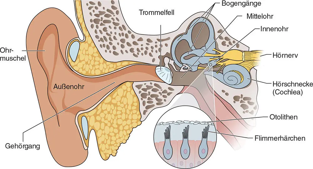 ABBILDUNG 24Anatomie des Ohrs Das Gleichgewichtsorgan besteht aus - фото 24
