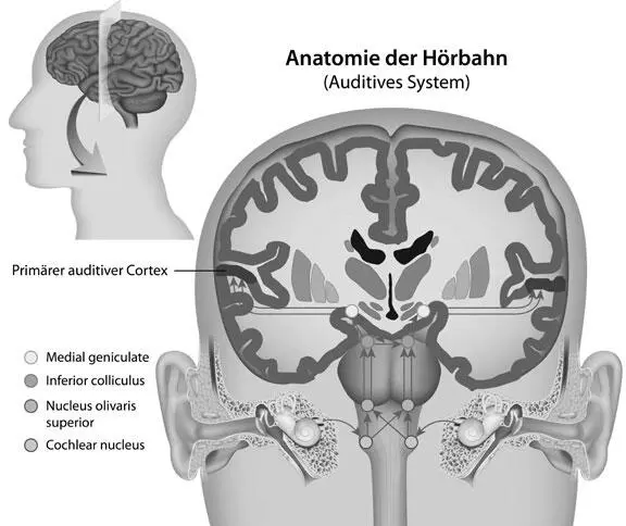 Anatomie der Hörbahn Auditives System Mittelhirn Die zweite Station der - фото 15