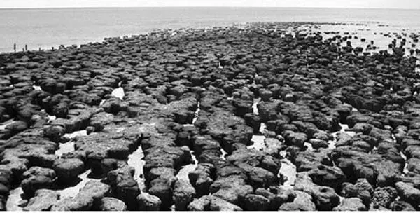 Ansammlung sich bildender Stromatolithen in der Shark Bay Australien Das - фото 26
