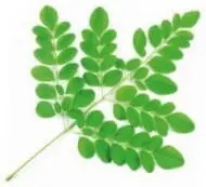 Moringa der Wunderbaum Der MoringaBaum fasziniert die Wissenschaft enthält - фото 1