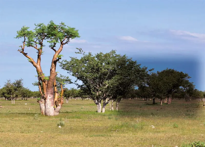 Moringa der Wunderbaum Der MoringaBaum fasziniert die Wissenschaft enthält - фото 2