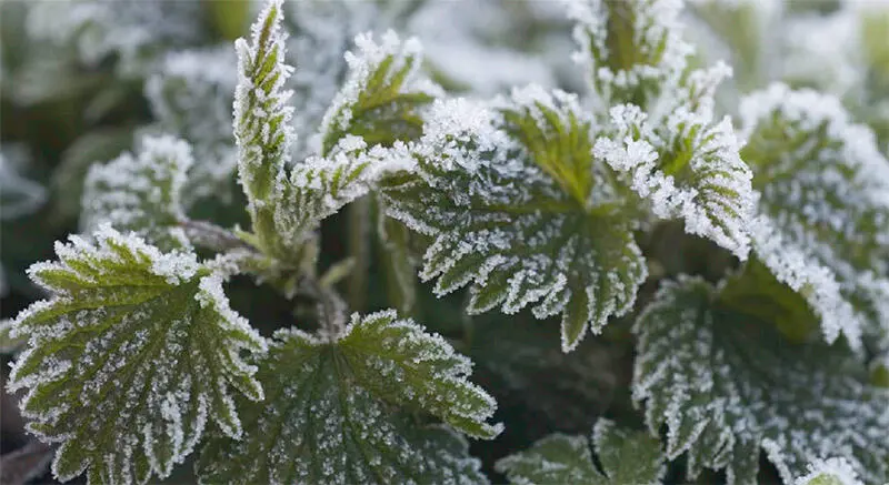 Auch im Winter können Pflanzen gesammelt werden Konsistenz verbessern kann - фото 107