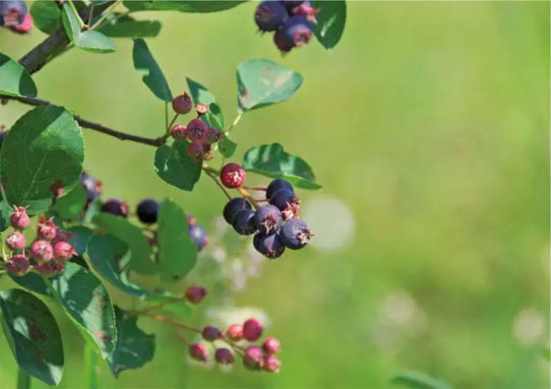 SmoothieTheorie Gesunder Genuss täglich Natürlich gewachsen Jede - фото 1